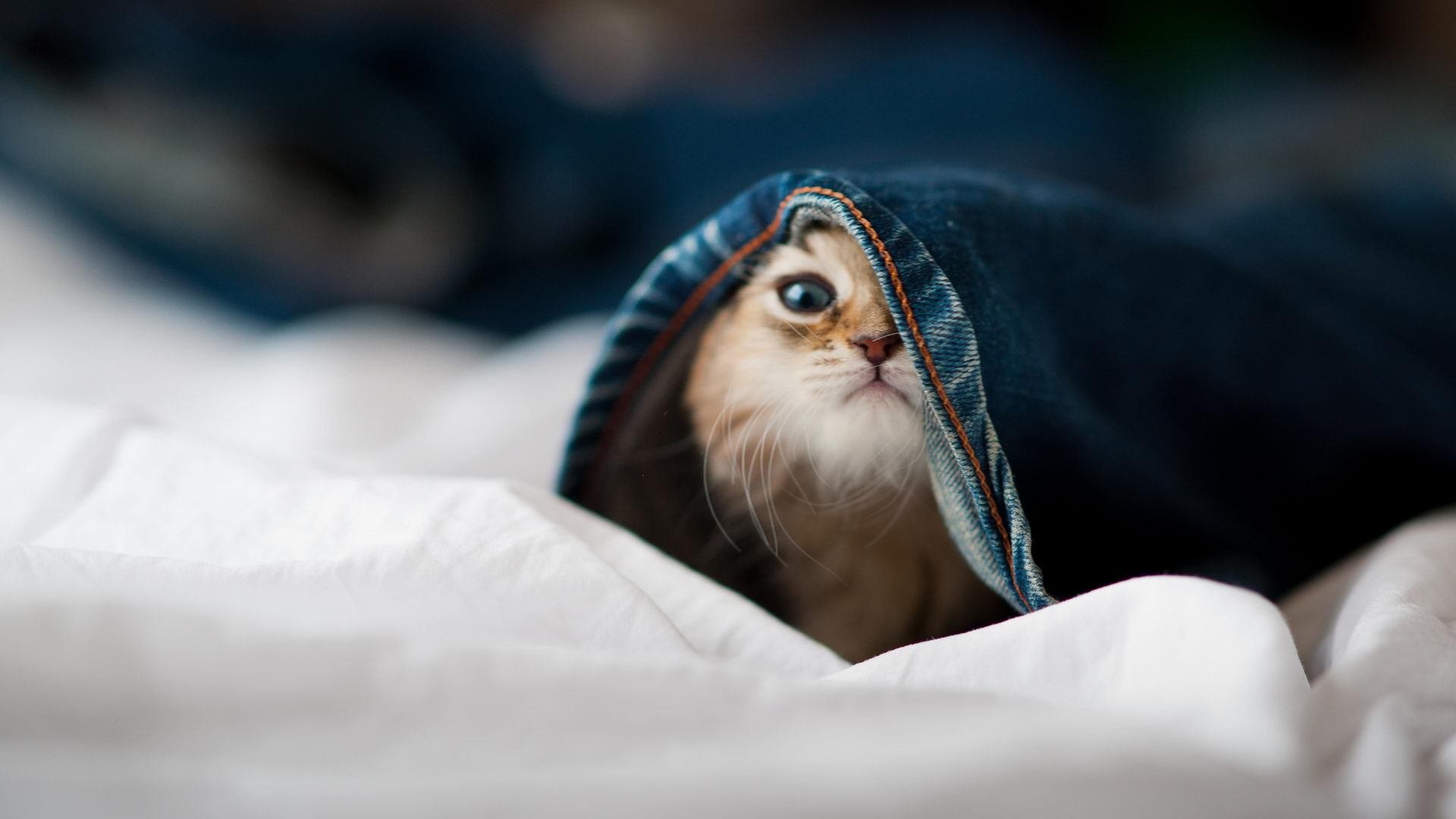 中国三人女篮技术细节精细 球员能力提升明显，中国女篮三人篮球球员