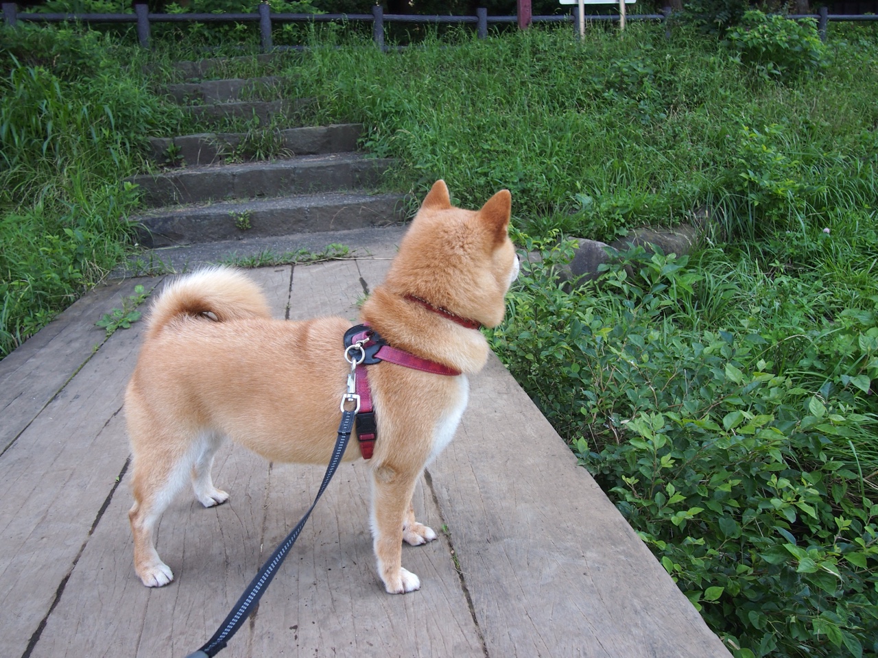 成都公布火炬传递路线，五大地标承载文化符号，成都火炬电子