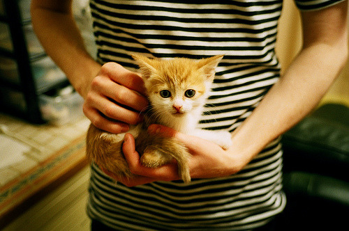 技术图谱：蛙泳四大环节逐项评分，蛙泳技术动作分析