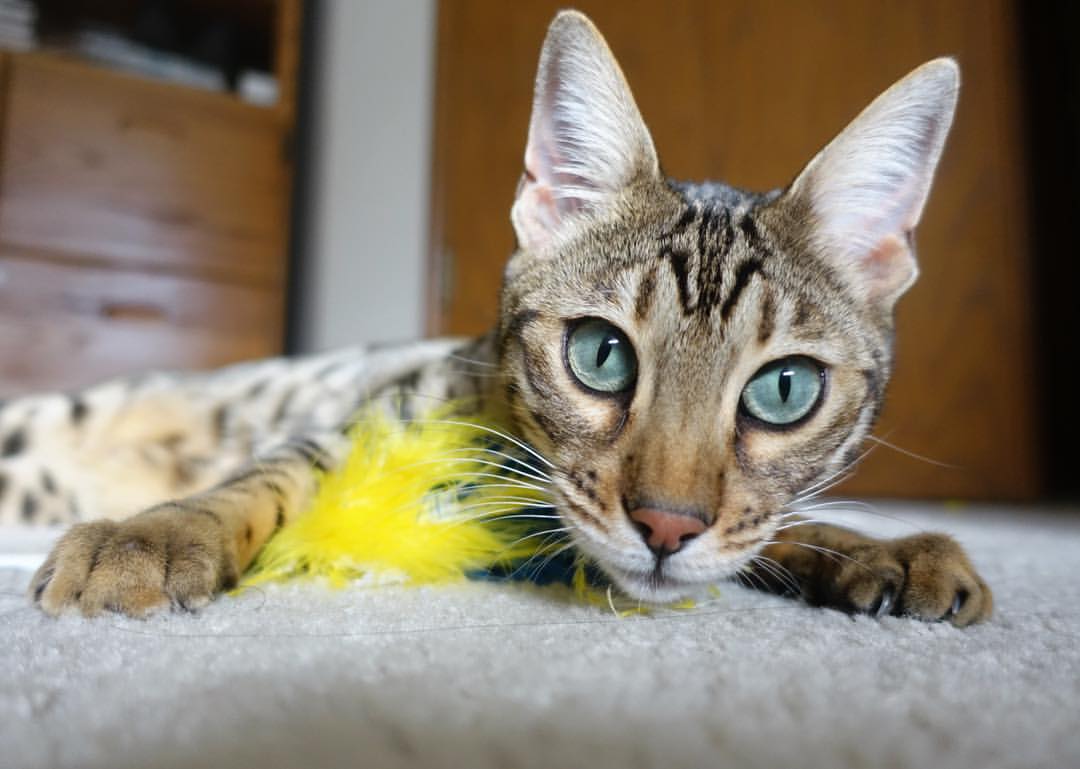 乐鱼体育在线网站-外教管理模式与本土文化冲突显著，管理外教的工作很累吗