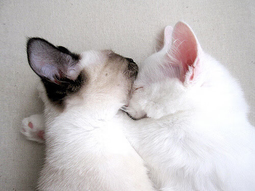 乐鱼体育官网网址-世界杯经典对决：永恒回忆，感动无数！，世界杯经典比赛集锦